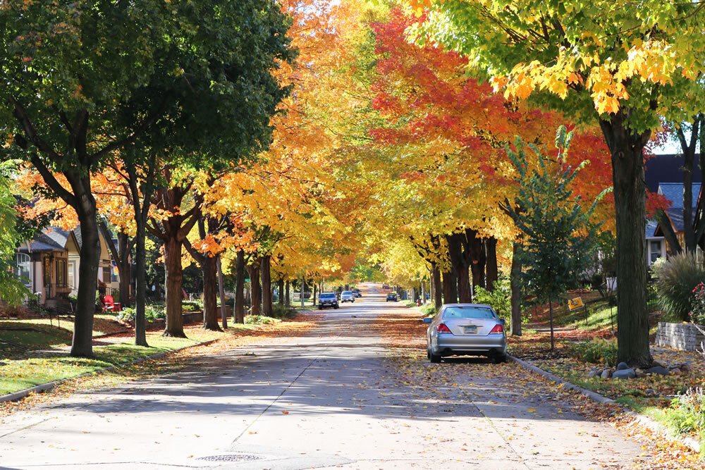 Mississippi Watershed-mpls-fall-trees.jpg