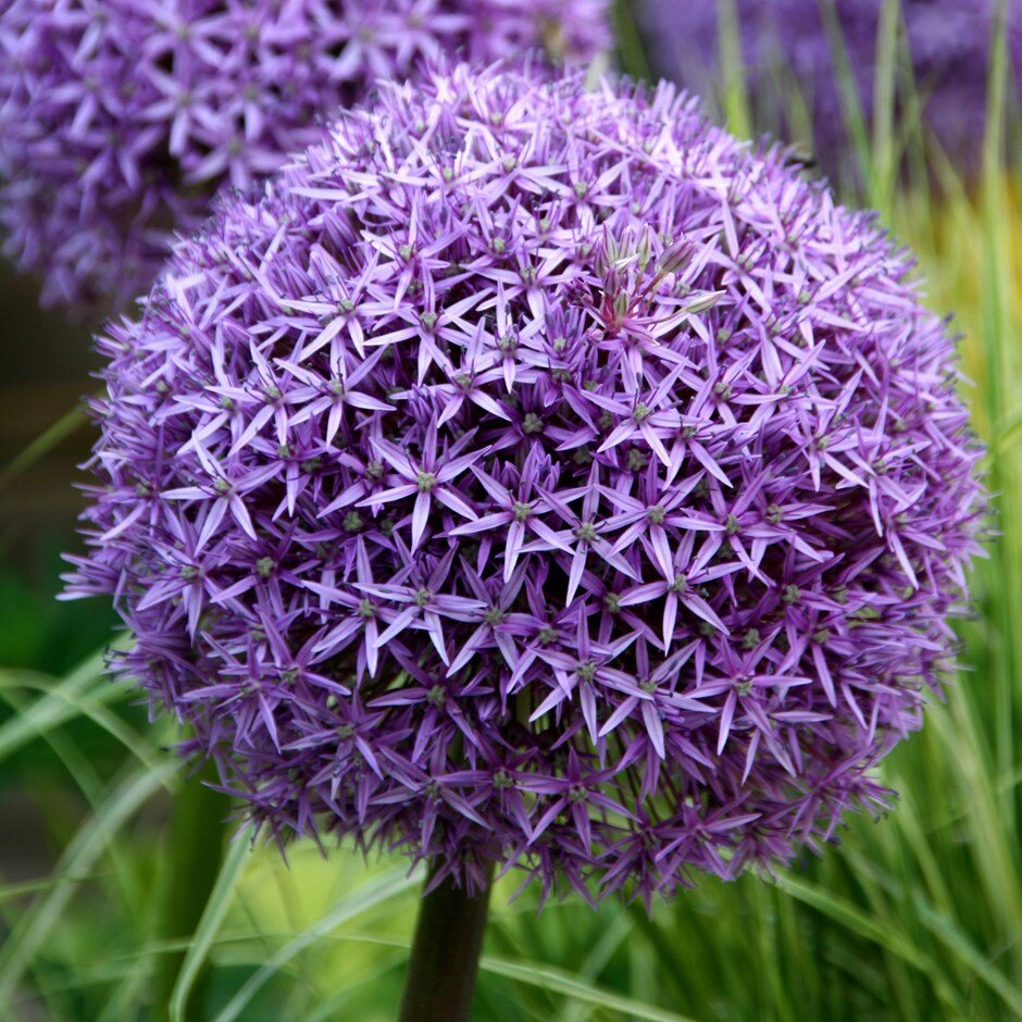 Allium giganteum - A more beautiful starburst global array than we are accustomed to seeing these days