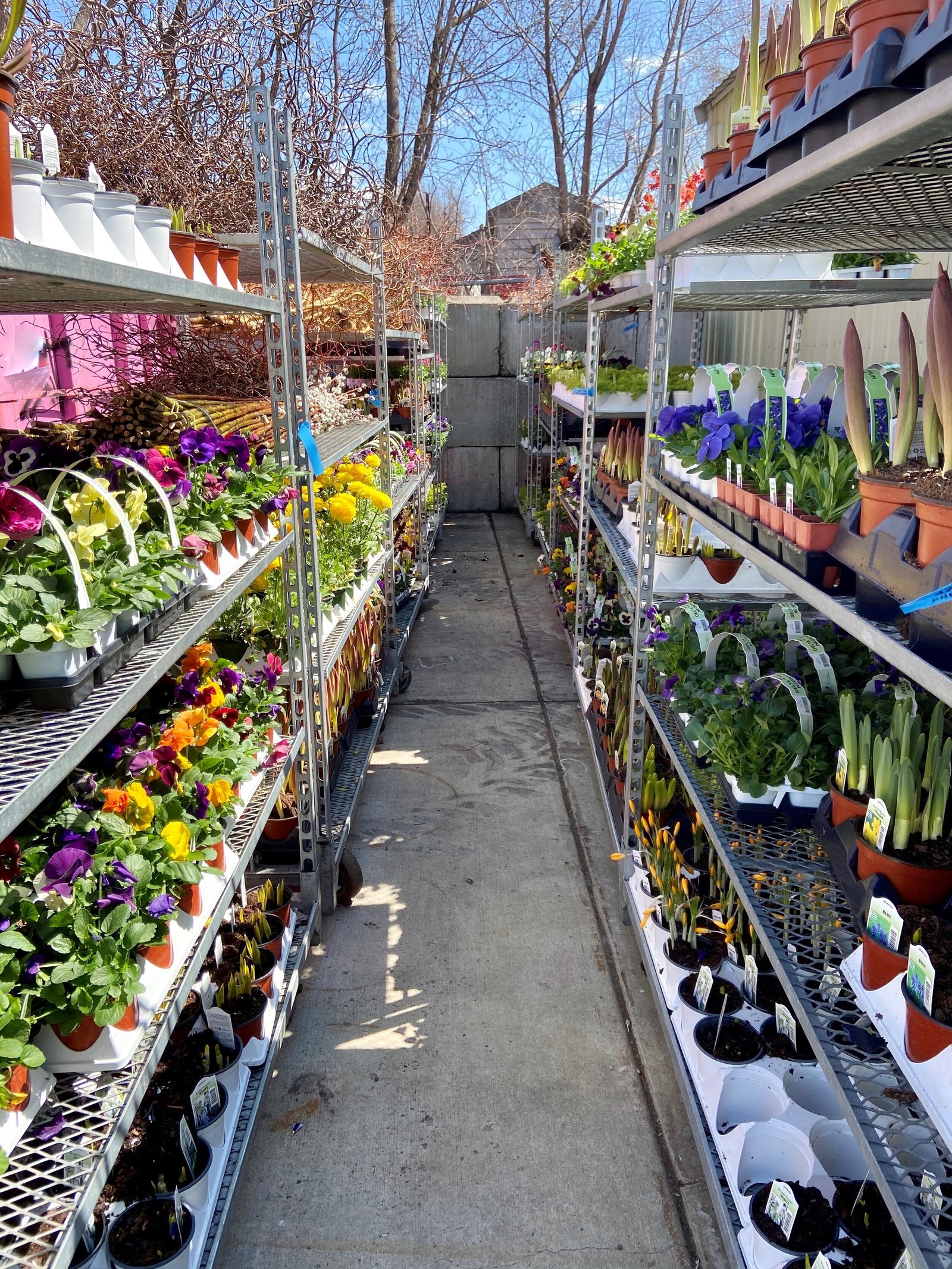 Spring has sprung 04172020.jpg