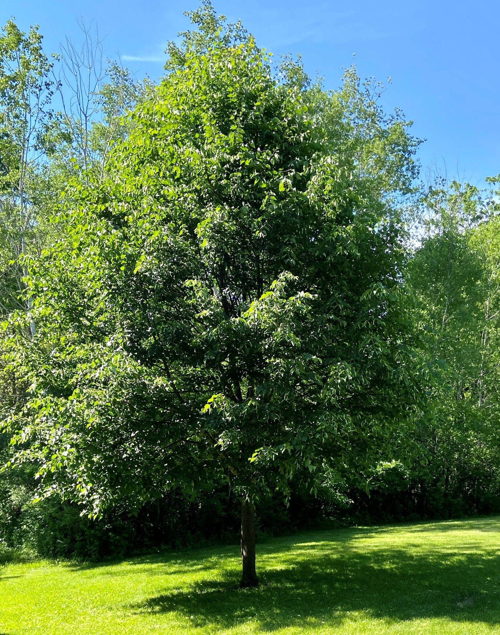 Little Leaf Linden Specimen.jpg